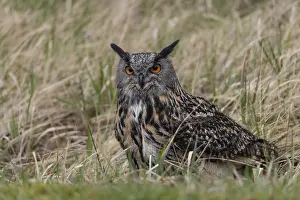 Images Dated 12th March 2024: Eagle Owl Print Bubo Bubo
