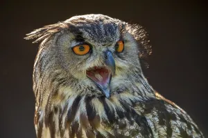 Framed Print : Eagle Owl Print Bubo Bubo Framed Print : Eagle Owl Print Bubo Bubo