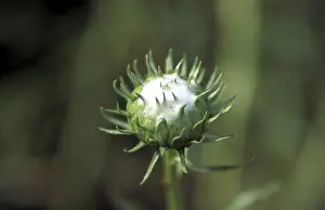 Seed Vessel Images Prints: Bud
