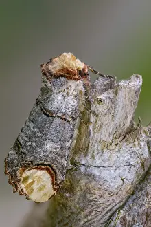 Framed Print : Buff Tip Moth Print, High Resolution Framed Print : Buff Tip Moth Print, High Resolution