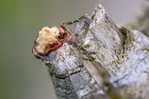 Framed Print : Buff Tip Moth Print Framed Print : Buff Tip Moth Print