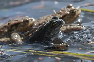 Natural Environment Prints: Bufo bufo, common frog, common toad