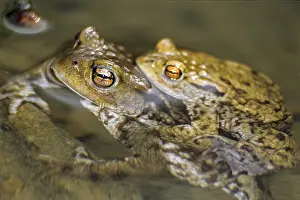 Common Toad Prints: Bufo bufo, common toad, amphibians