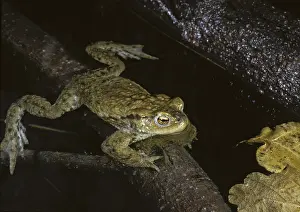Common Toad Prints: Bufo bufo, common toad, toad, amphibians