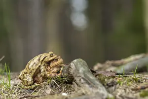 Wild Amphibians Prints: Bufo bufo, common toad, toad, amphibians