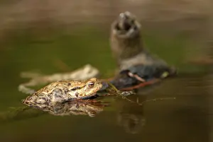 Toads In The Wild Prints: Bufo bufo, common toad, toad, amphibians