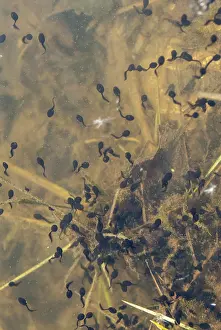 True Toads In Nature Prints: Bufo bufo, common toad, toad, amphibians