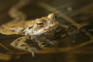 Amphibian Wildlife Prints: Bufo bufo, common toad, toad, amphibians