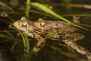True Toads Habitat Prints: Bufo bufo, common toad, toad, amphibians