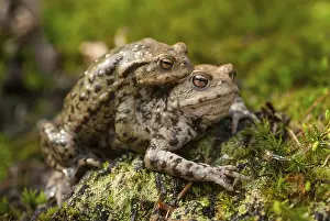 Bufo Bufo Species Prints: Bufo bufo, common toad, toad, amphibians