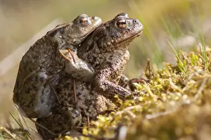 Common Toad Prints: Bufo bufo, common toad, toad, amphibians