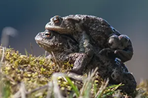 Common Toad Prints: Bufo bufo, common toad, toad, amphibians