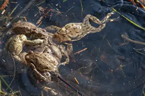 Amphibian Mating Season Prints: Bufo bufo, common toad, toad, amphibians