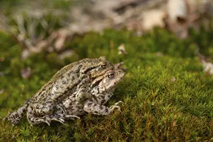 Wildlife Batrachians Prints: Bufo bufo, common toad, toad, amphibians