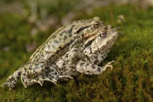 Common Toad Prints: Bufo bufo, common toad, toad, amphibians