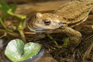 Wildlife Batrachians Prints: Bufo bufo, common toad, toad, amphibians