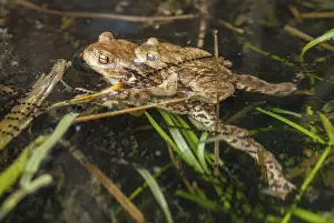 Common Toad Prints: Bufo bufo, common toad, toad, amphibians