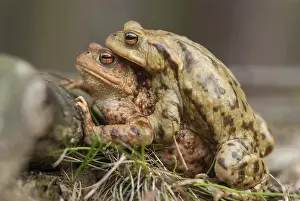 Common Toad Prints: Bufo bufo, common toad, toad, amphibians
