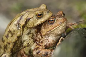 Batrachian Animals Prints: Bufo bufo, common toad, toad, amphibians