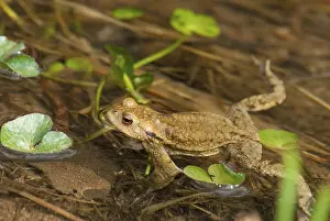 True Toads Habitat Prints: Bufo bufo, common toad, toad, amphibians