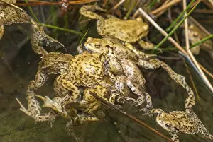 Natural Environment Pictures Prints: Bufo bufo, common toad, toad, amphibians