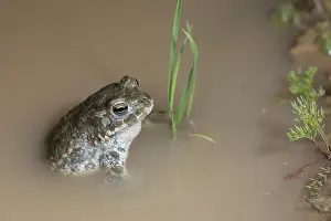 Prints of Bufo viridis, Bufotes viridis, green toad, toad, amphibians, amphibians, toads, amphibians Toad Prints: Green Toad Print, Bufotes viridis