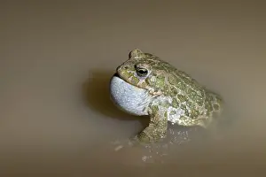 Prints of Bufo viridis, Bufotes viridis, green toad, toad, amphibians, amphibians, courtship behavior, call, courtship display, toads, amphibians, call Toad Prints: Green Toad Courtship Display Print