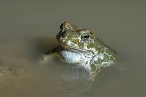 Prints of Bufo viridis, Bufotes viridis, green toad, toad, amphibians, amphibians, toads, amphibians Toad Prints: Green Toad Print, Amphibian Species Bufo viridis