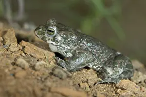Prints of Bufo viridis, Bufotes viridis, green toad, toad, amphibians, amphibians, toads, amphibians Toad Prints: Green Toad Print - Bufotes viridis