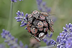 Pterygote Insect Development Prints: Bug larvae