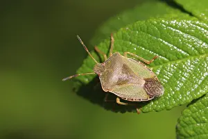 German Bug Depiction Prints: Bug, September, Germany