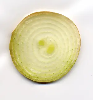 Grocery Store Vegetables Prints: Bulb