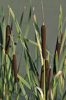 Nature Photography Exterior Prints: Bulrush or Cattail (Typha)