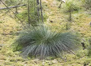 Open Air Plants Prints: Bulrush (Juncus effusus)