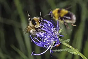 Wildlife Photography Nature Scene Prints: Bumblebee on devil's claw (Phyteuma)
Bumblebee on devil's claw (Phyteuma)