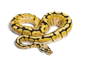 Bumblebee Python Regius, isolated on white