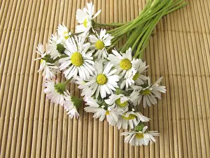 Common Daisy Prints: A bunch of daisies
