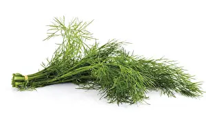 Indoor Herb Prints: A bunch of dill
