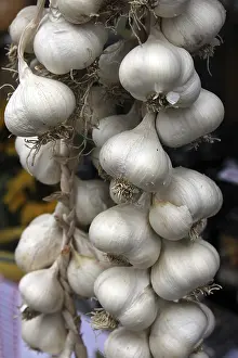 Common Onion Bulb Prints: Bunch of garlic