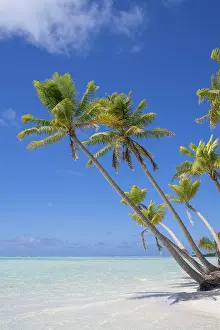 Images Dated 10th May 2024: Tetiaroa Island Print: Coconut Palms and Lagoon