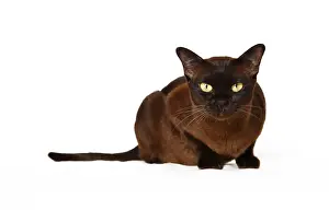 Burmese Cat Prints: Burmese cat