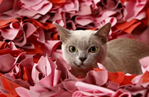 Burmese Cat Prints: Burmese cat