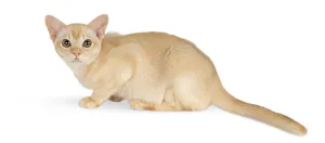 Burmese Cat Breed Prints: Burmese kitten on a white studio background