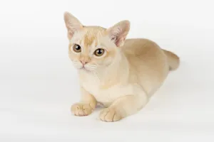 Burmese Cat Breed Prints: Burmese kitten on a white studio background