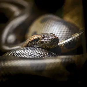Python Prints: Burmese Python Print - Close-up in Captivity