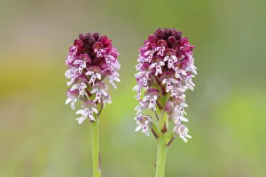 Burgenland Austria Prints: Burnt-tip orchid (Neotinea ustulata)