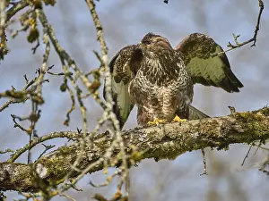 Empty Natural Environments Prints: Bussard