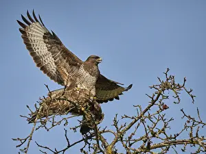 Natural Environment Prints: Bussard