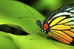 Insect Feeding Behavior Prints: Butterfly on a leaf
