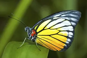 Insect Feeding Habits Prints: Butterfly on a leaf